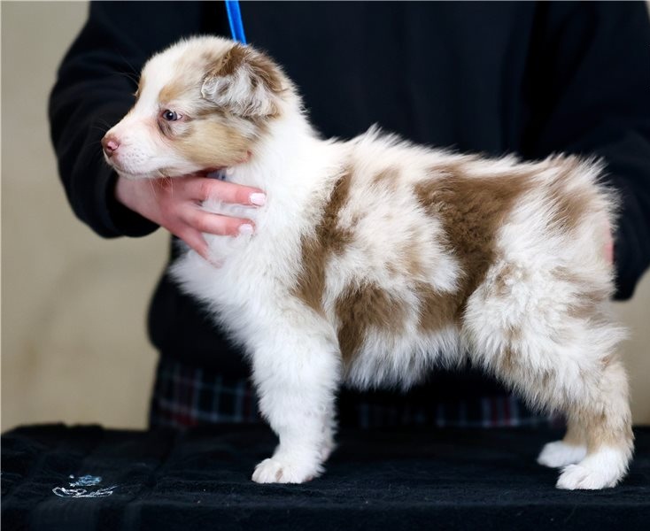 Can You Mail A Puppy