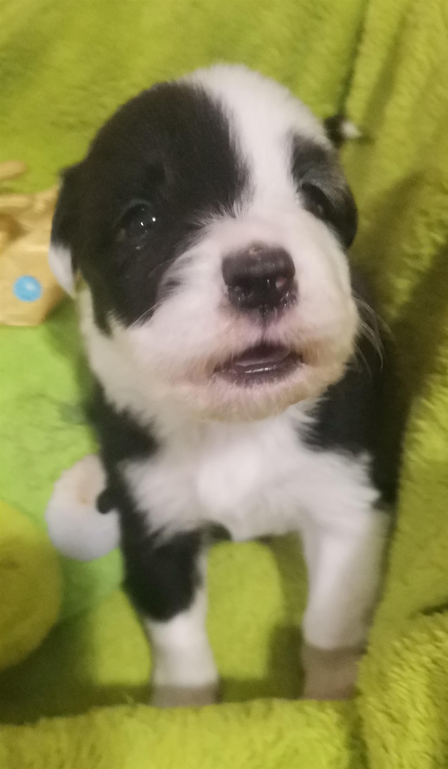 Bordercollie puppy's / skaaphondjies. 1 female and 5 males