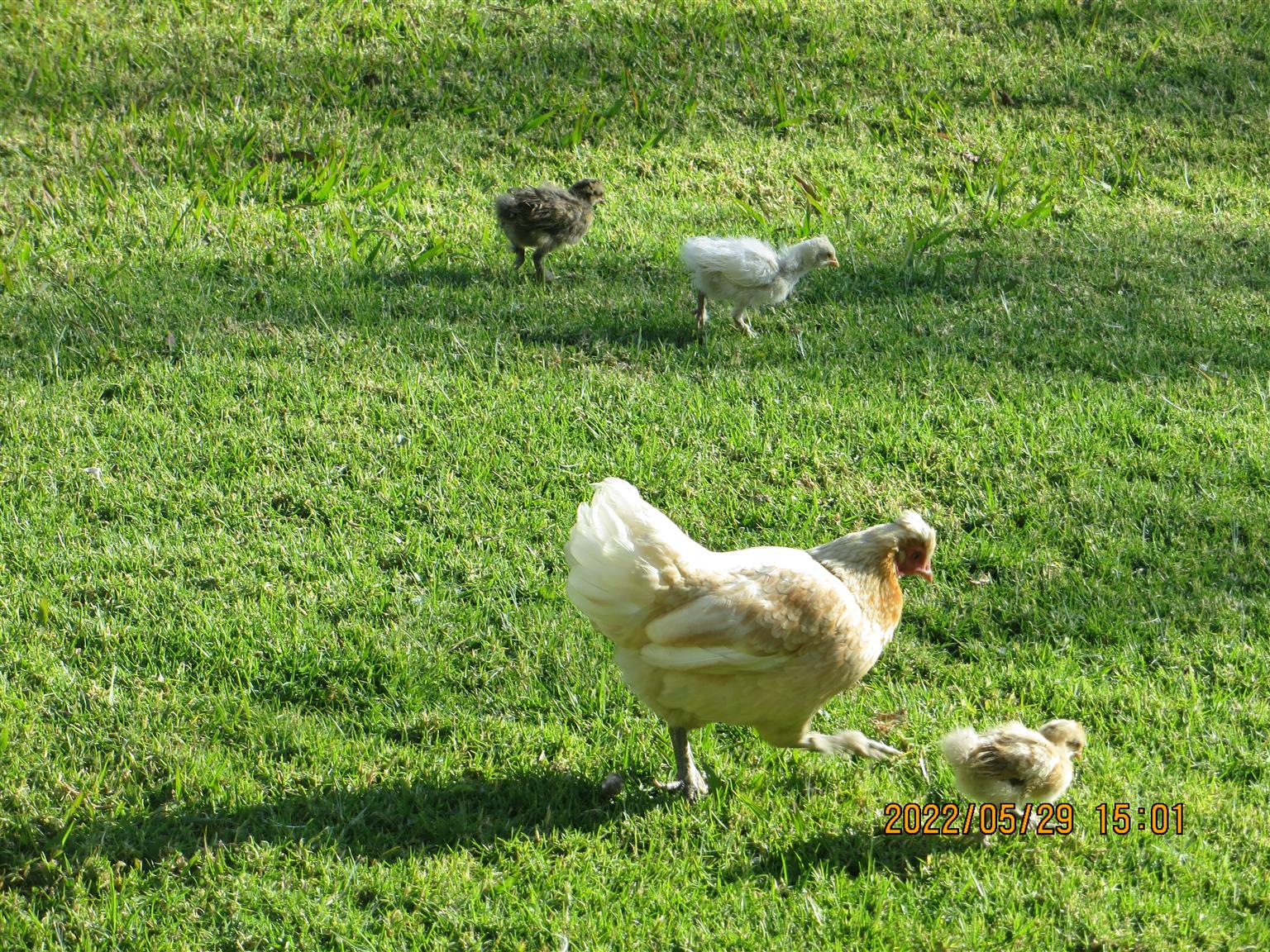 Silkie / Bantam Chickens for sale Junk Mail