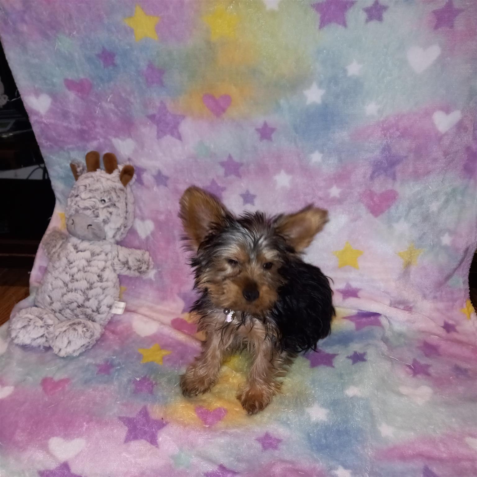 Pocket size Yorkies available 