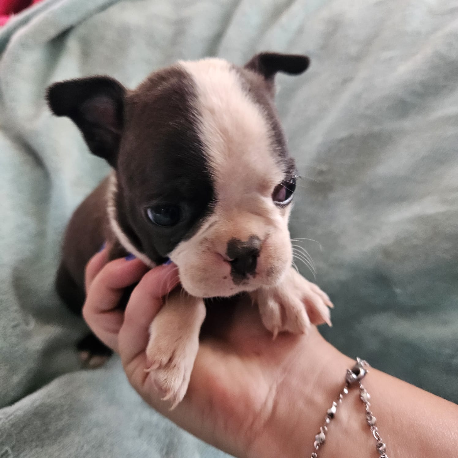 Boston terrier puppies store for sale junkmail