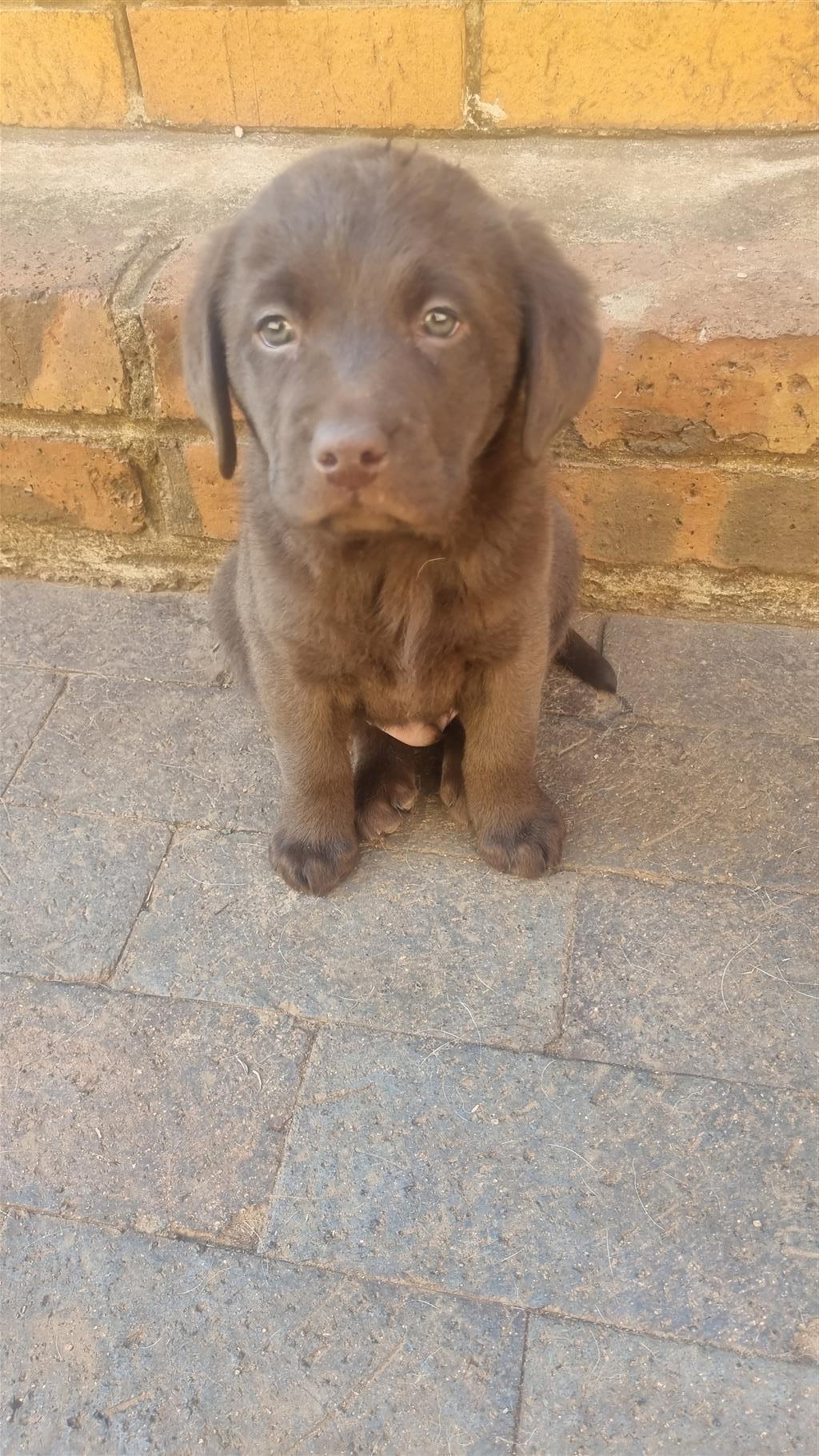 Pure Bred Labrodor Puppies 8 weeks. Dewormed and Vaccinated. | Junk ...