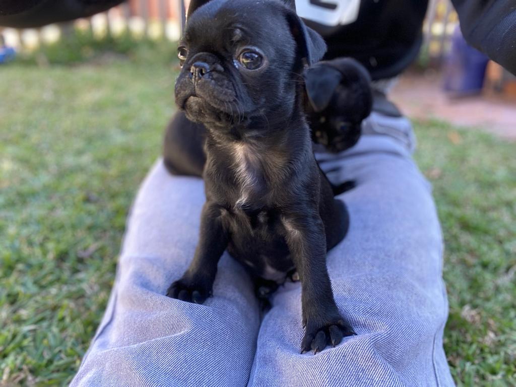 Pug puppies for sale | Junk Mail