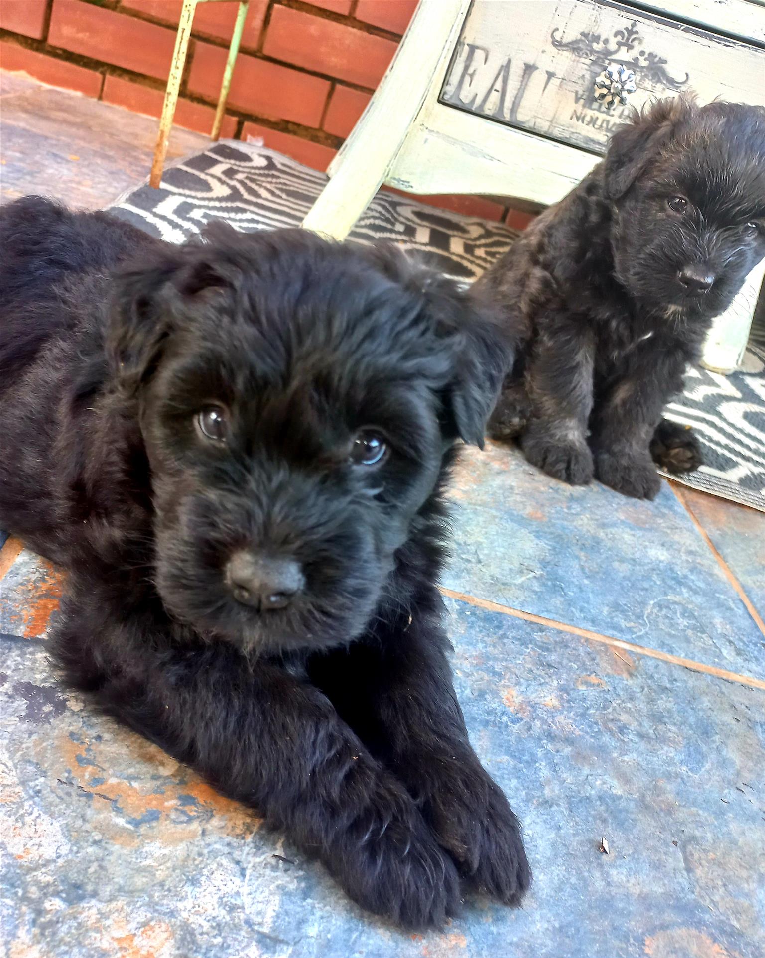 Bouvier fashion pups for