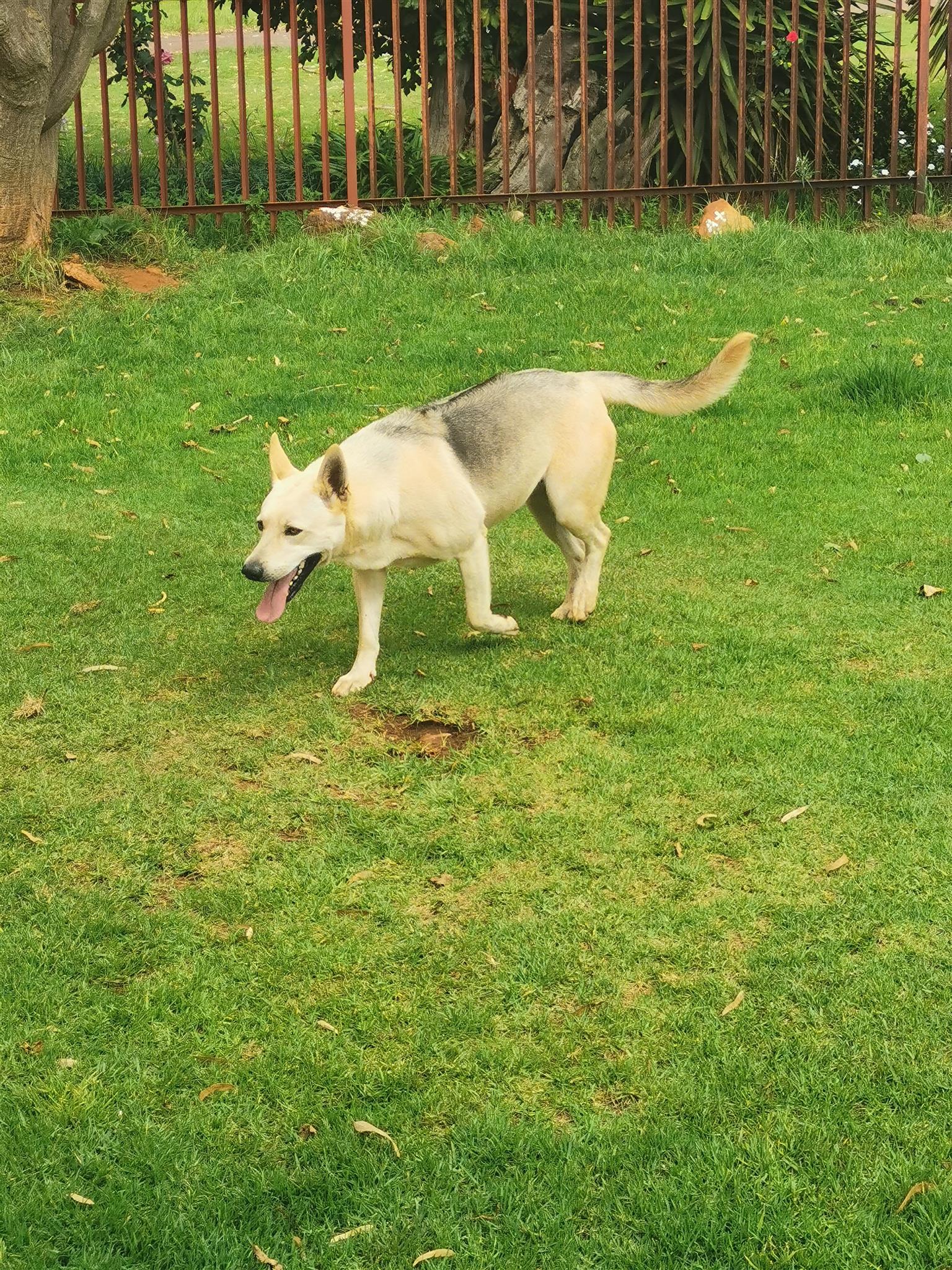 GSD x Rhodesian Ridgeback Junk Mail Marketplace