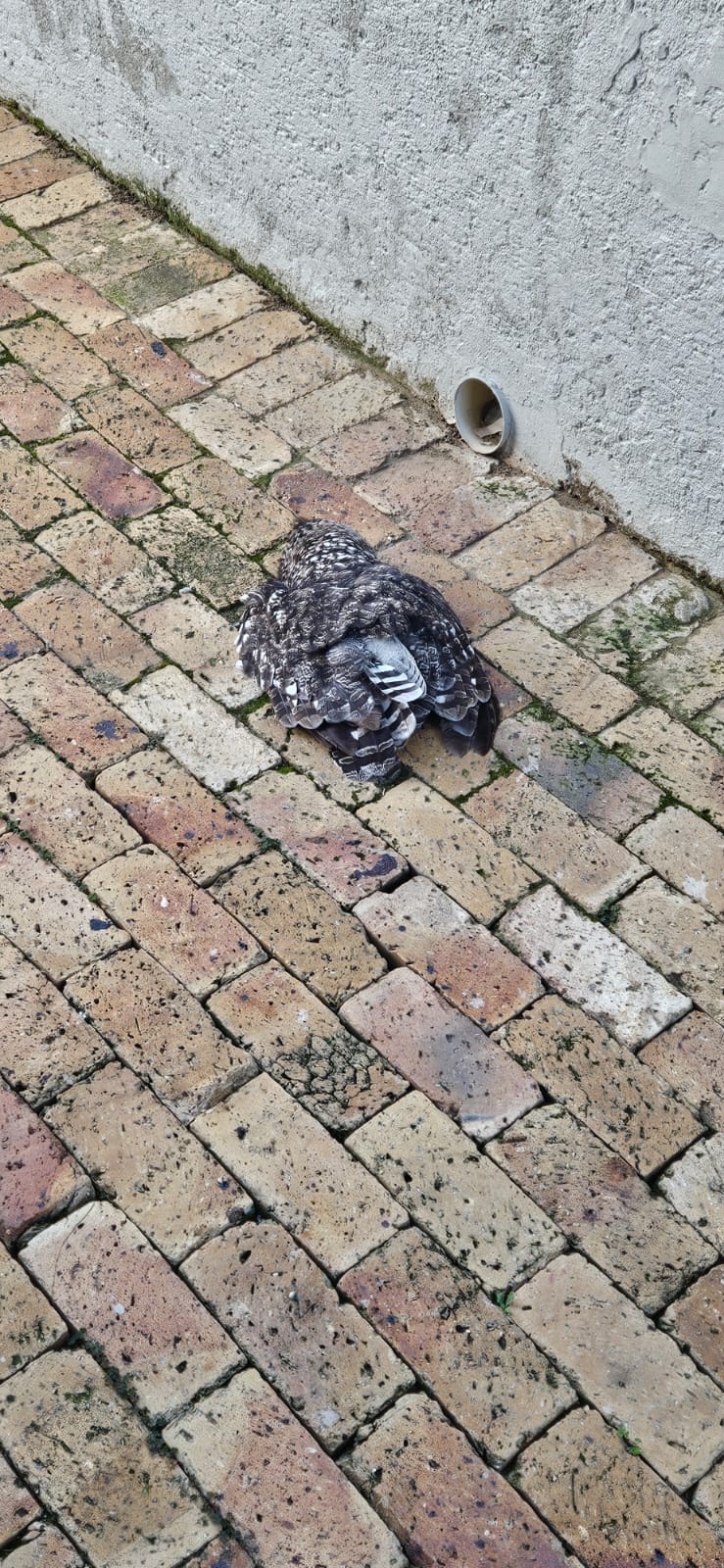 Body Renault Laguna 2001-2.0L parts - Private Seller Body Renault Laguna 2001-2.0L parts - Private Seller