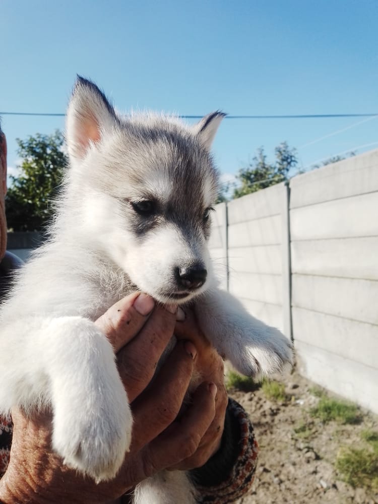Huskey puppies 2 male 3 females- born on the 20 April 2022- Western cape