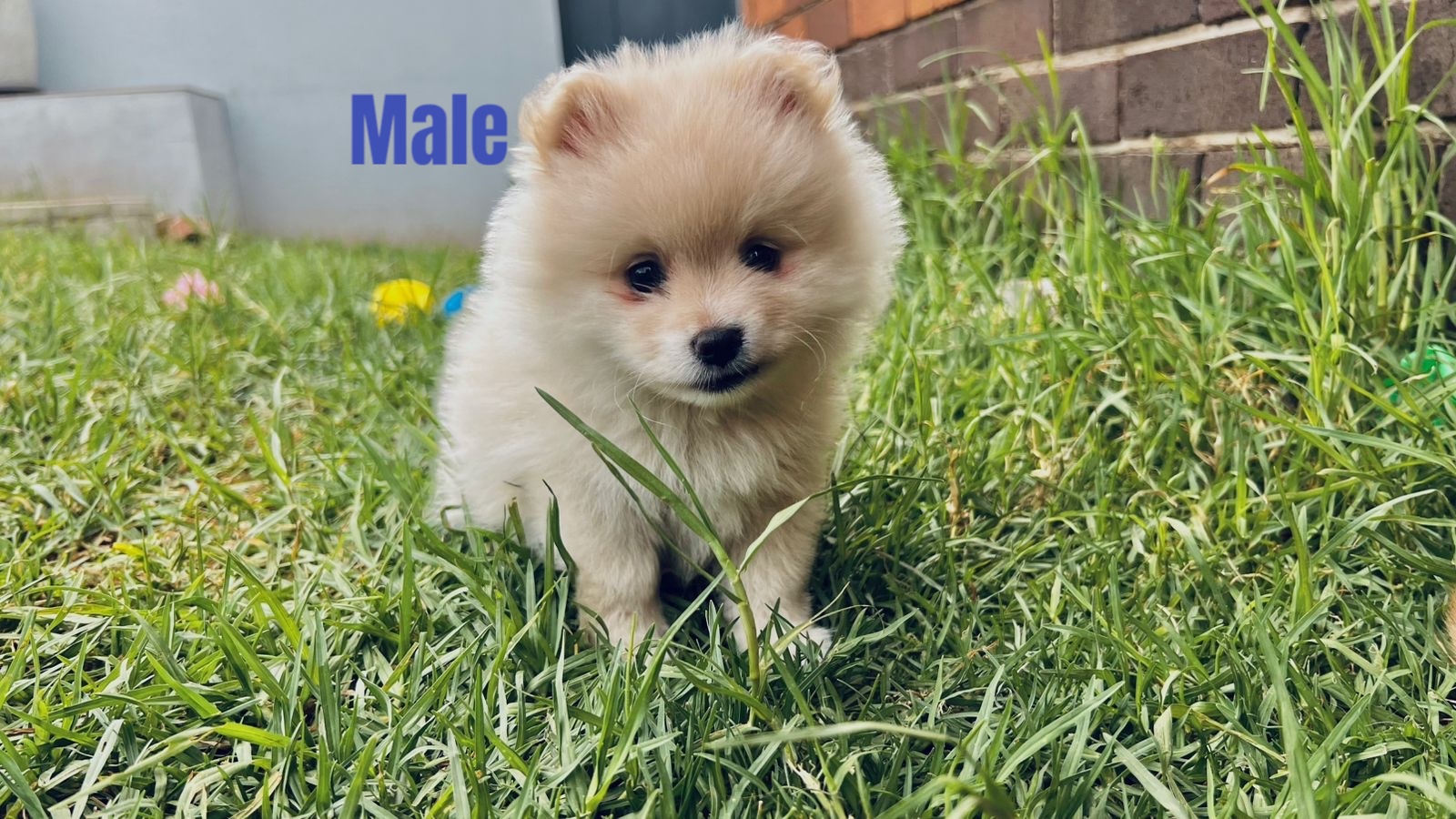 Pomeranian (toypom) Puppies For Sale 