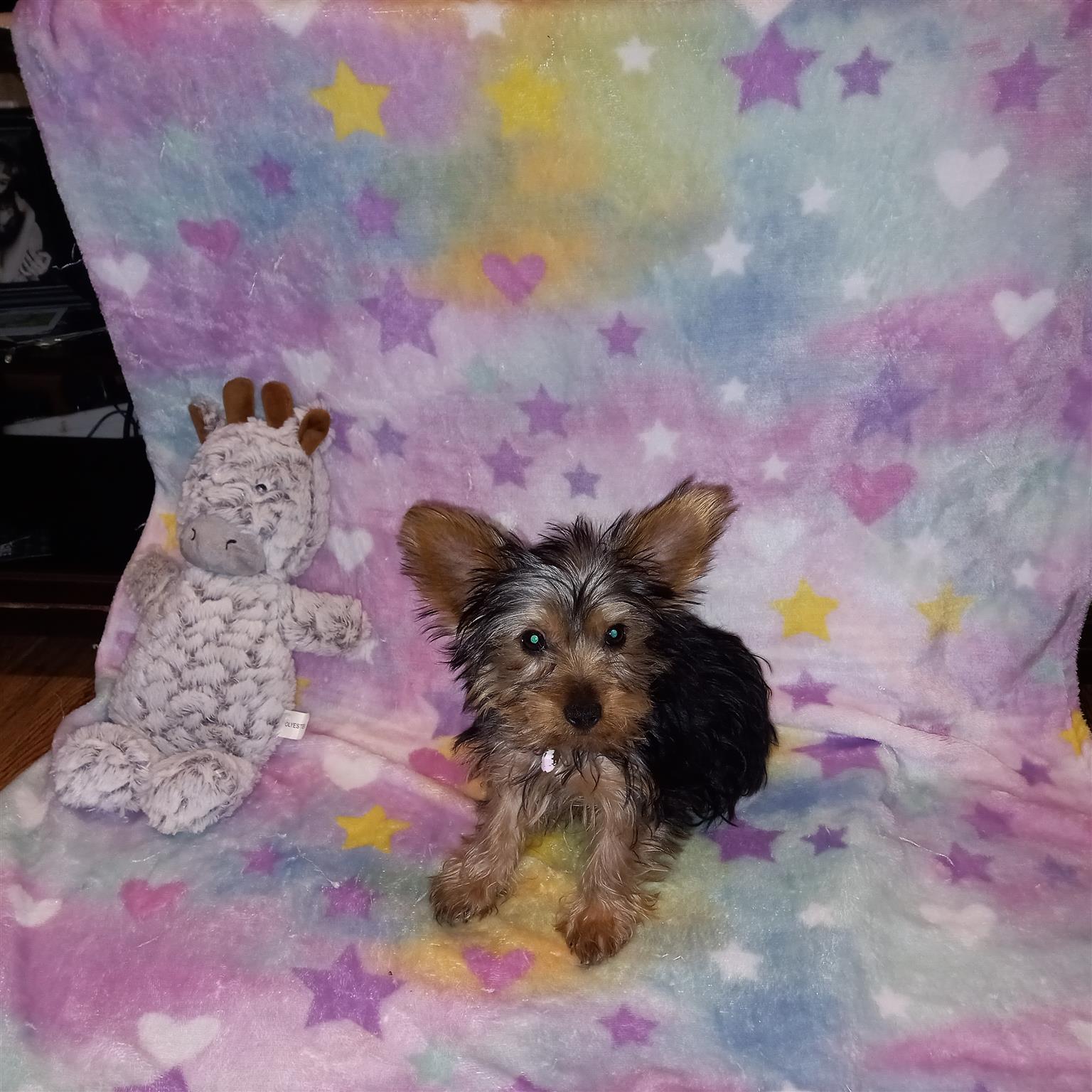 Pocket size Yorkies available 