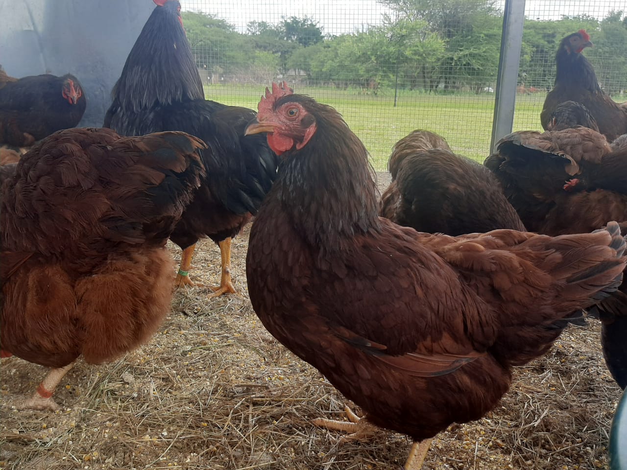 Purebred Heritage Rhode Island Red Chicks | Junk Mail Marketplace