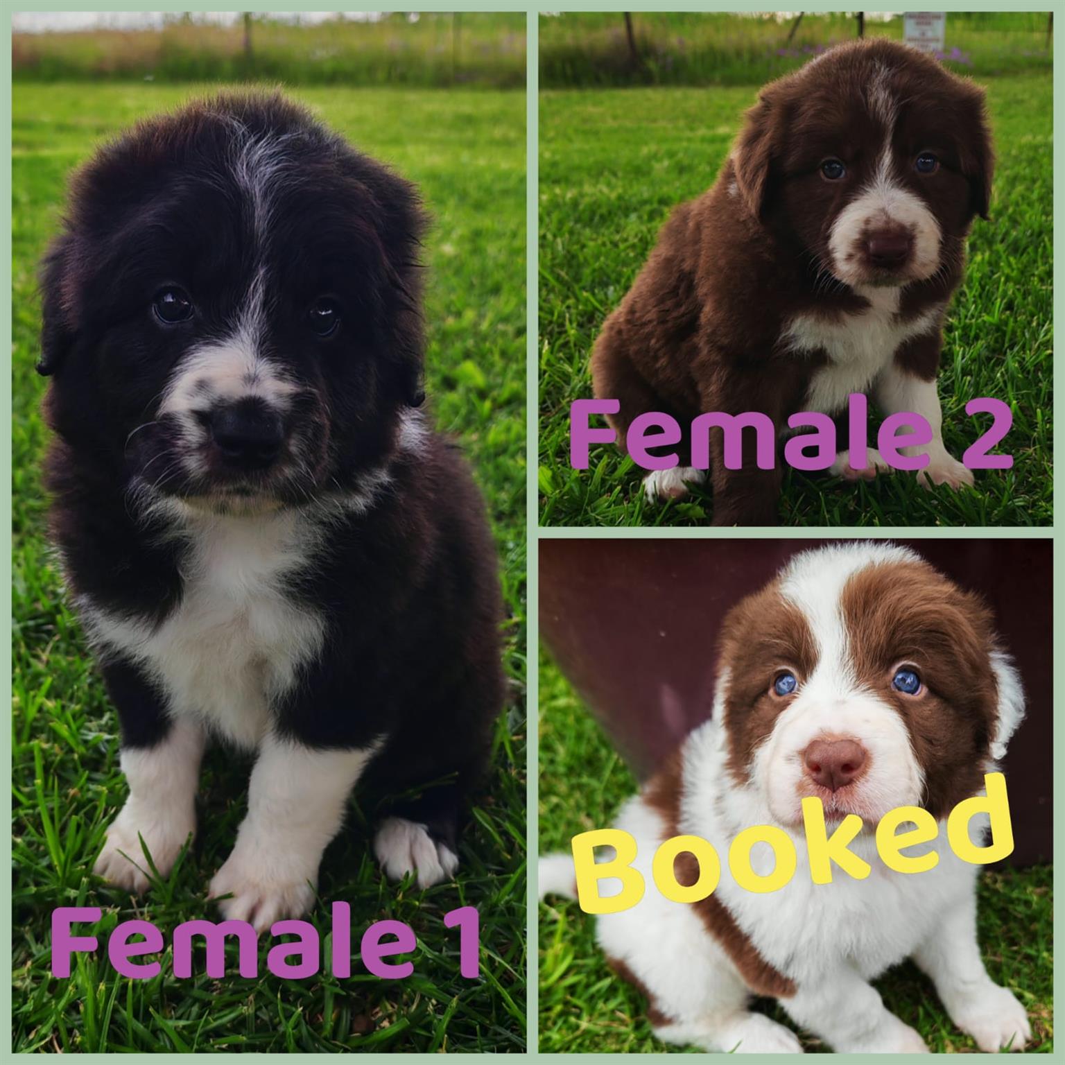 Female Border Aussie puppies | Junk Mail Marketplace