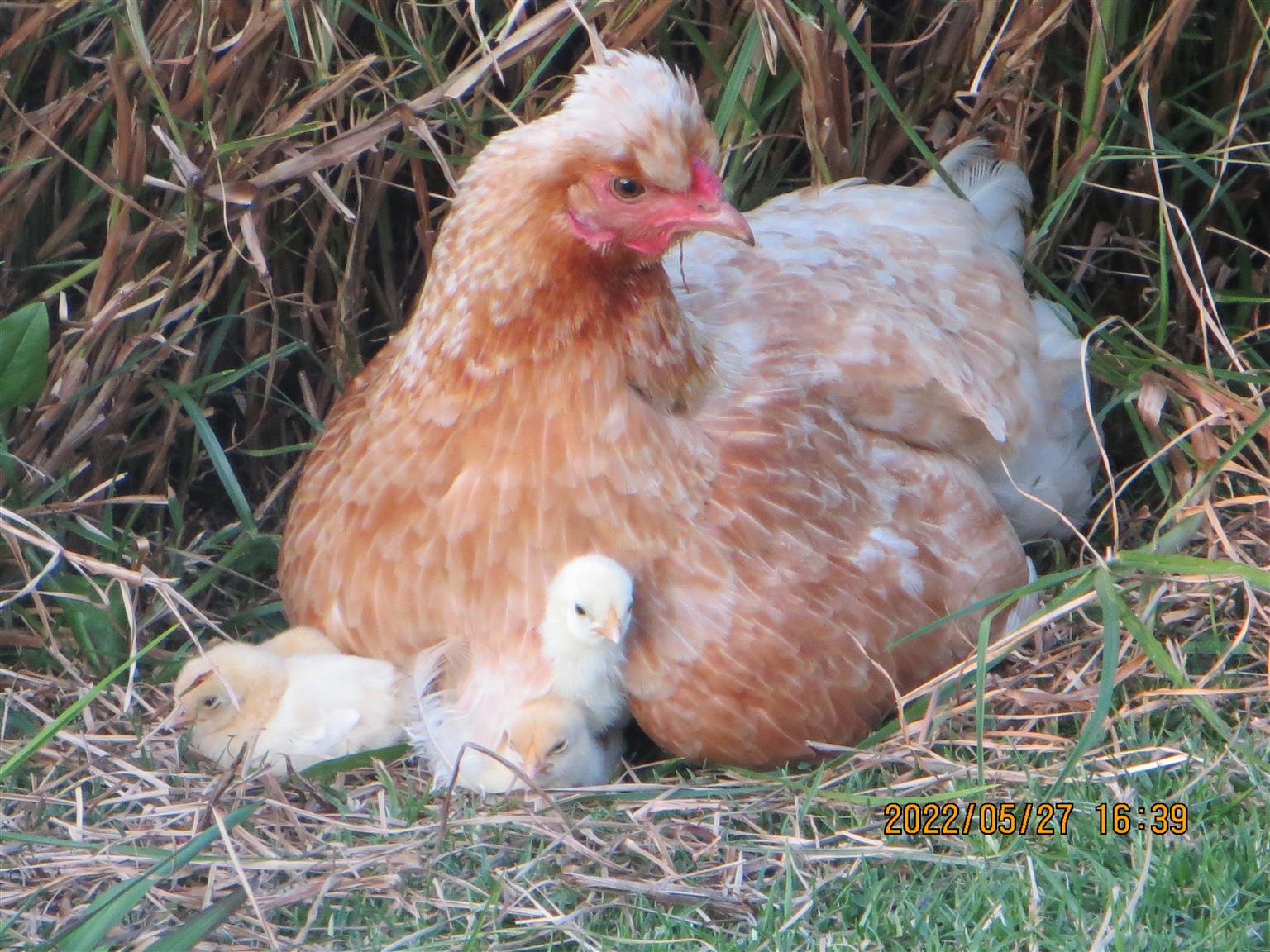 Silkie / Bantam Chickens for sale Junk Mail