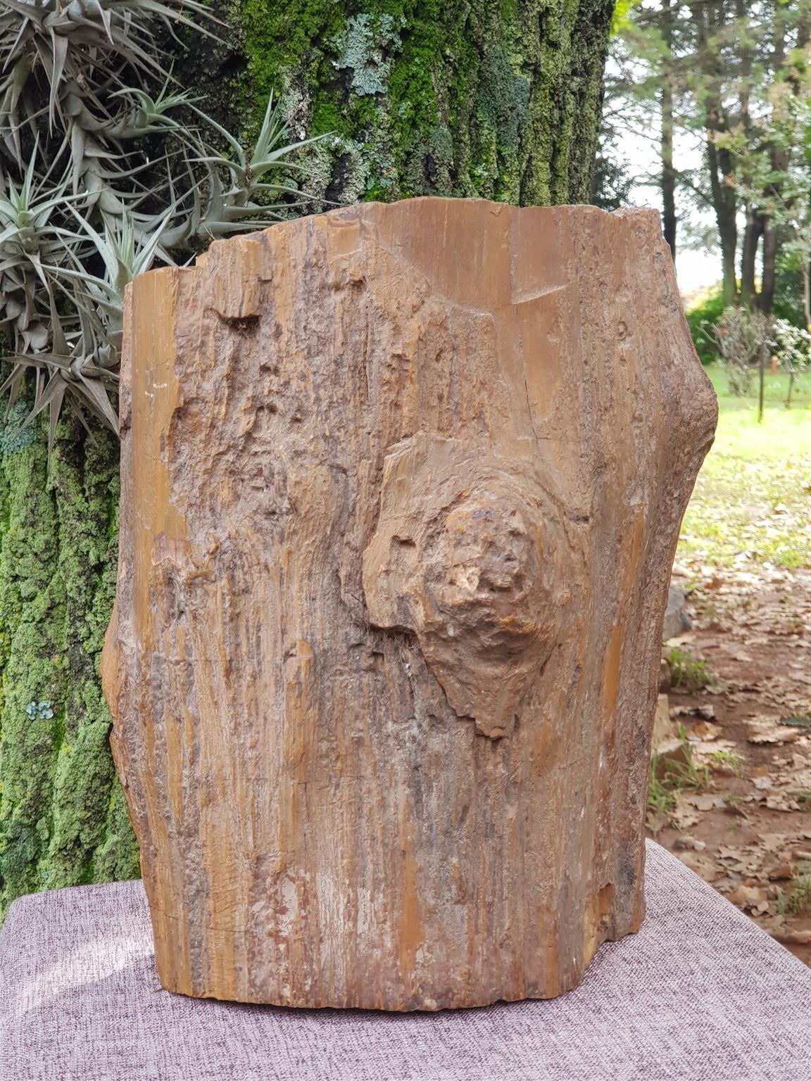 Petrified Wood