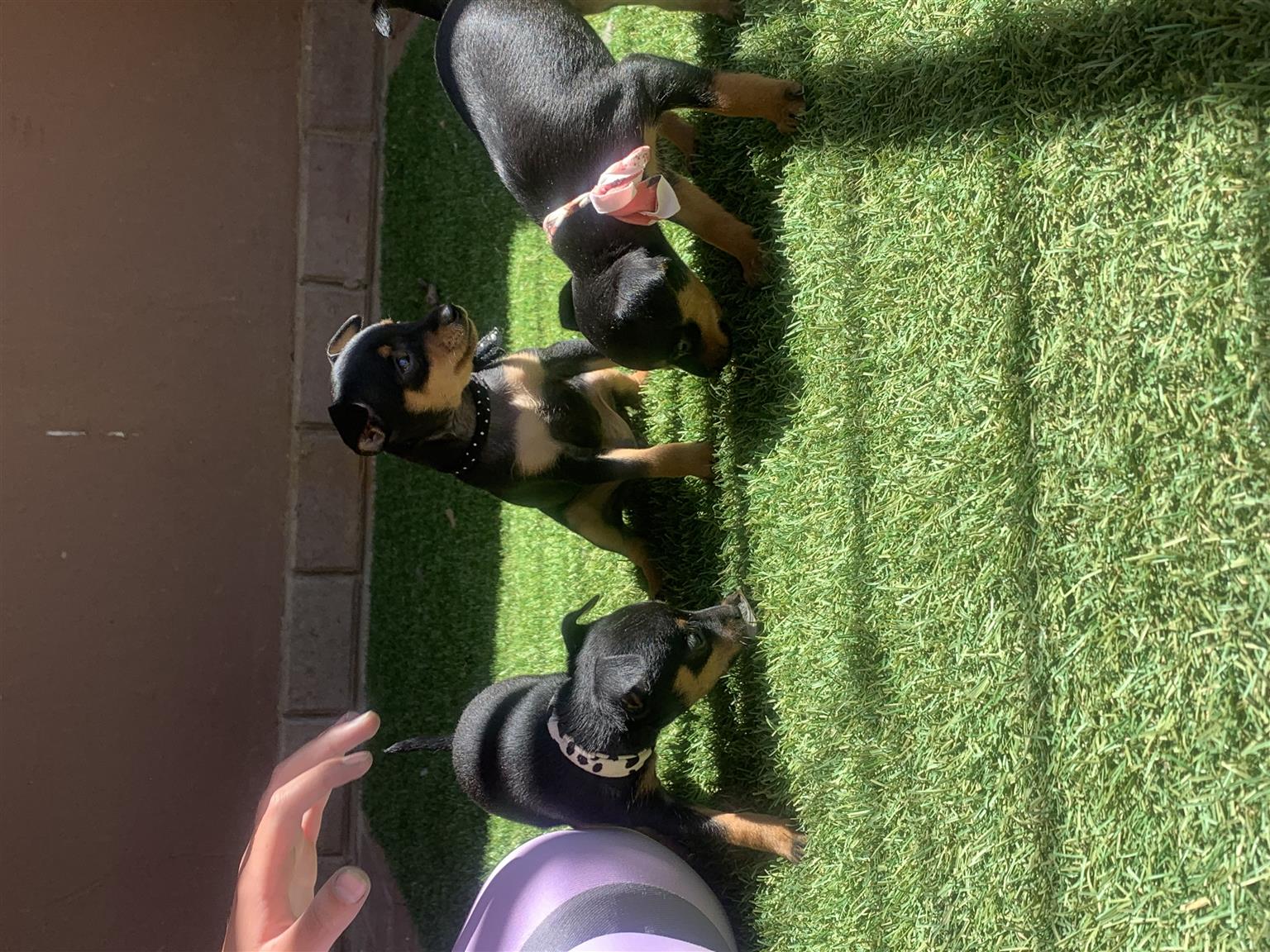 Miniature Doberman Pincher puppies for sale