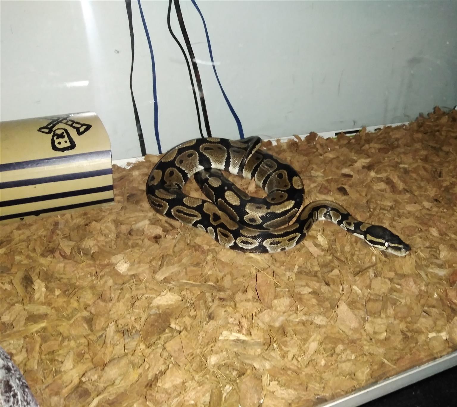 Ball python for sale with custom tank 