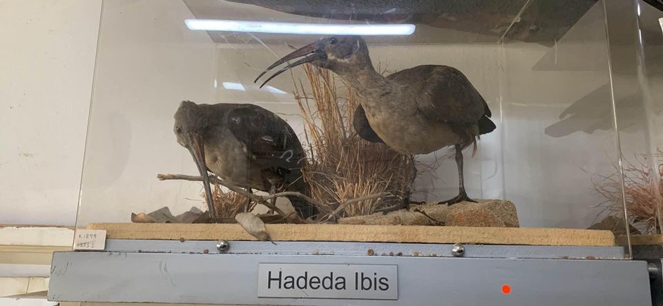 Ornament hadeda ibis
