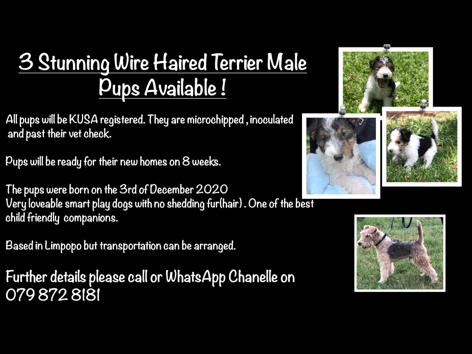 WIRE HAIRED TERRIERS 