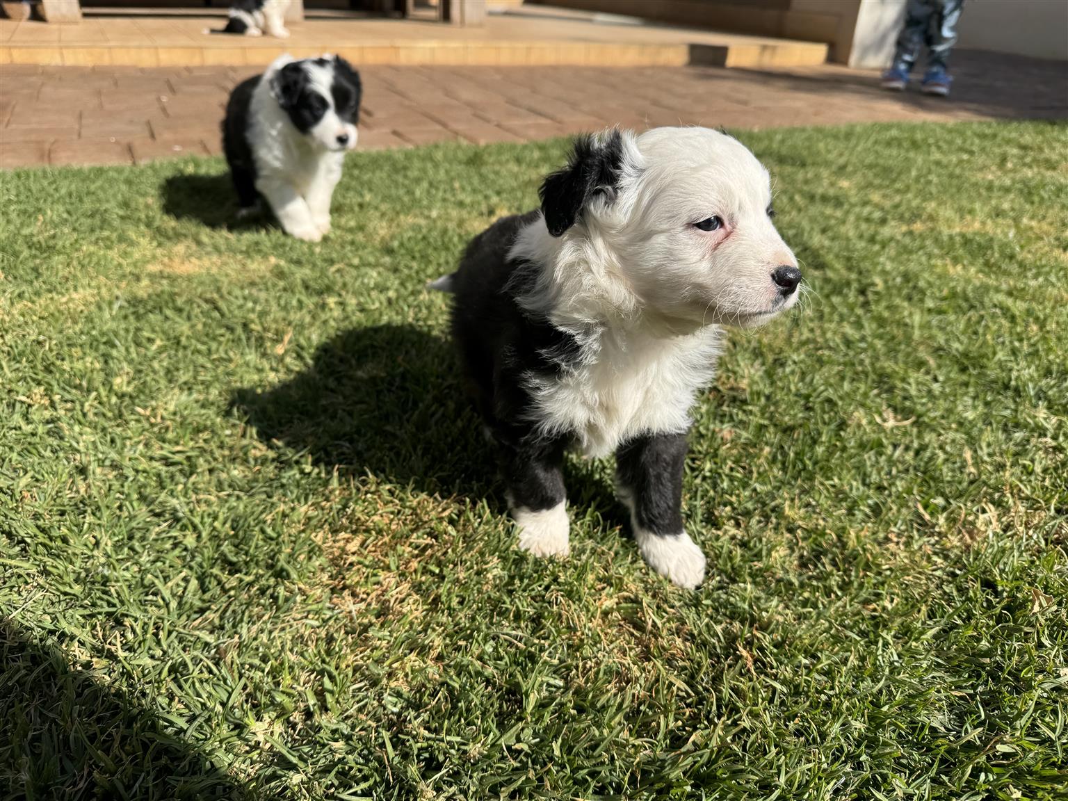 Border Collie puppies for sale | Junk Mail Marketplace