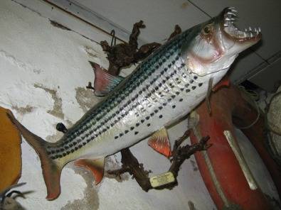 Fiberglass fish replica's by Fred Bezuidenhout