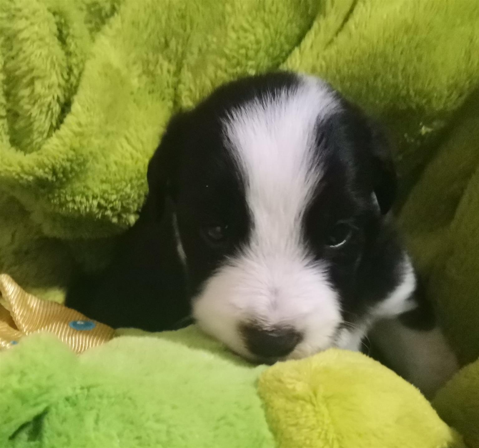 Bordercollie puppy's / skaaphondjies. 1 female and 5 males