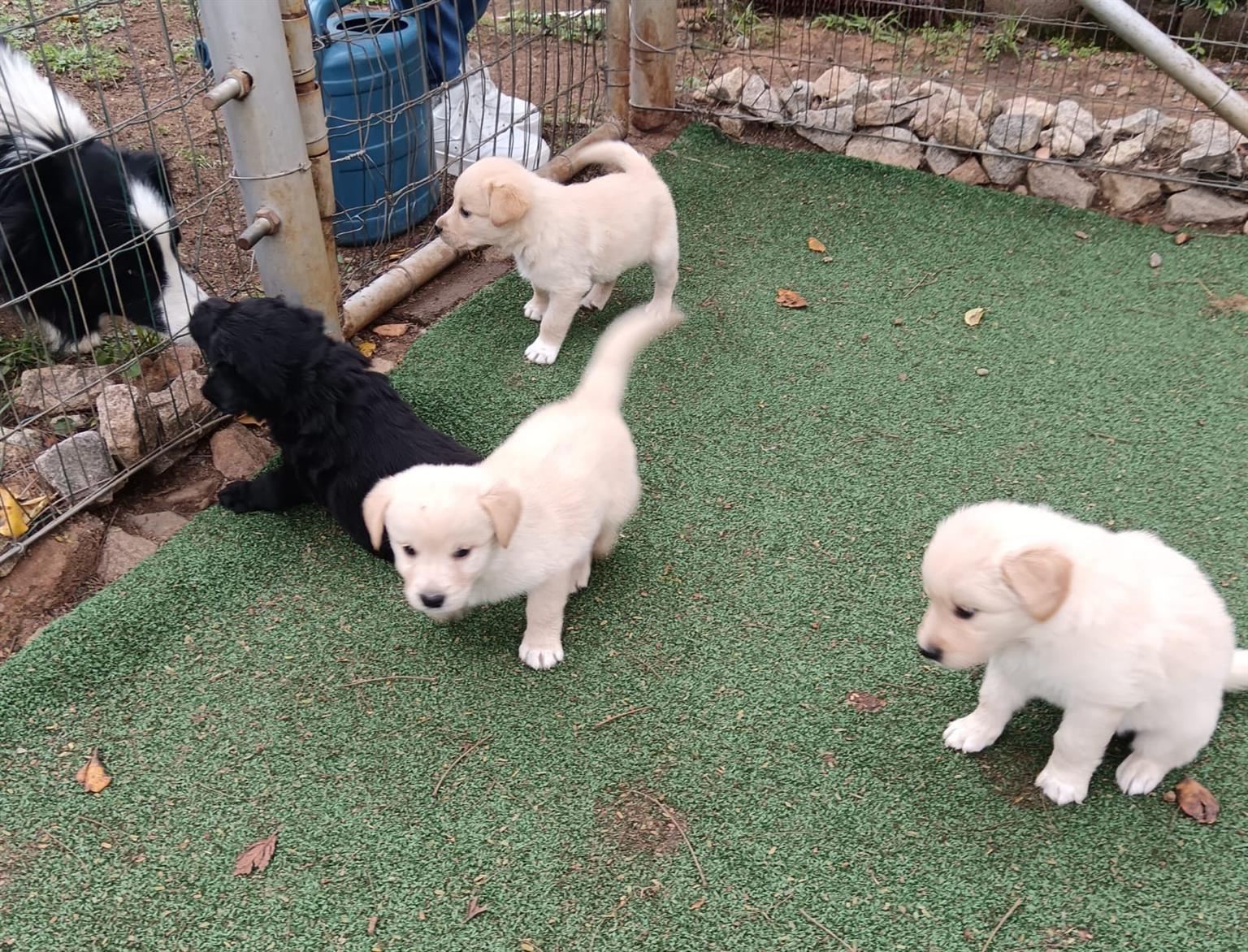 Labrodor R Border The best of both breeds - Gorgeous Borador Puppies (Border Collie ...