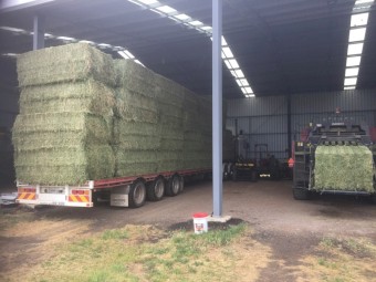 Lucerne Bales 50Kg's And Teff Bales 