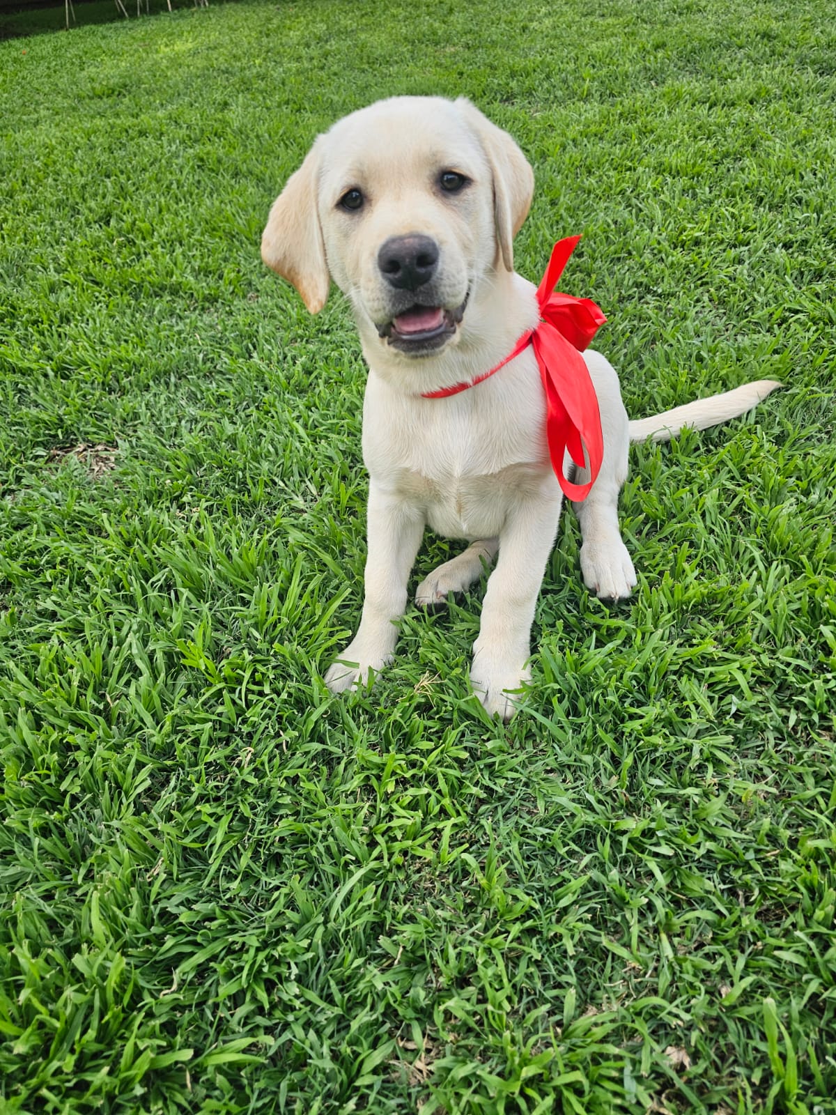 Labrador puppies for sale | Junk Mail Marketplace