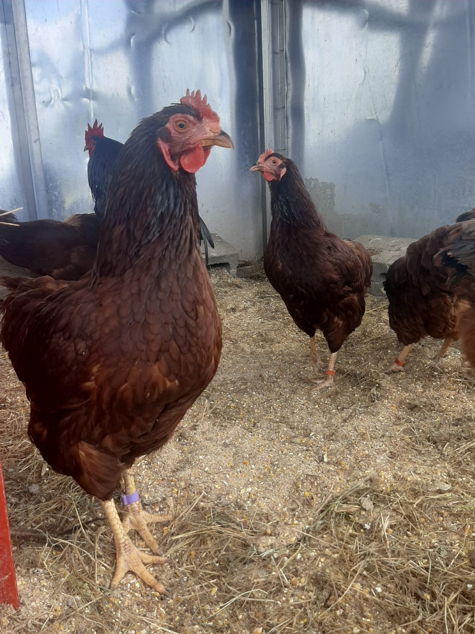 Purebred Heritage Rhode Island Red Chicks | Junk Mail Marketplace
