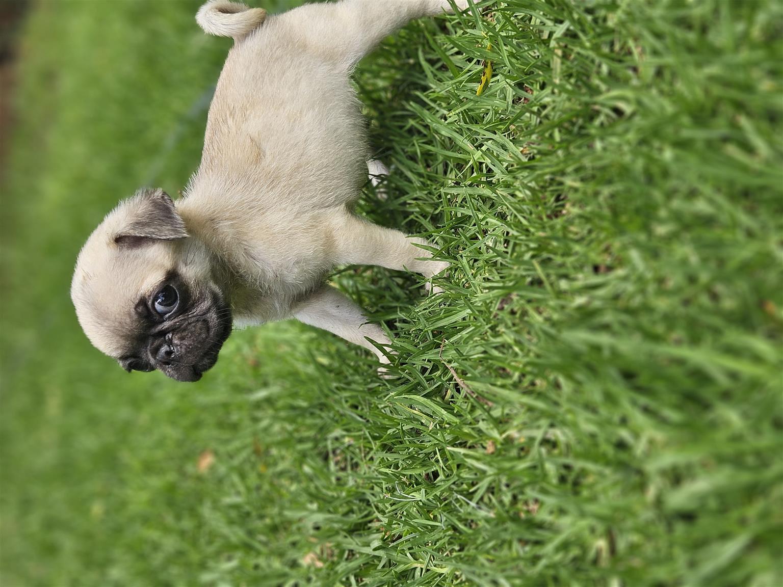 Pug puppies | Junk Mail Marketplace