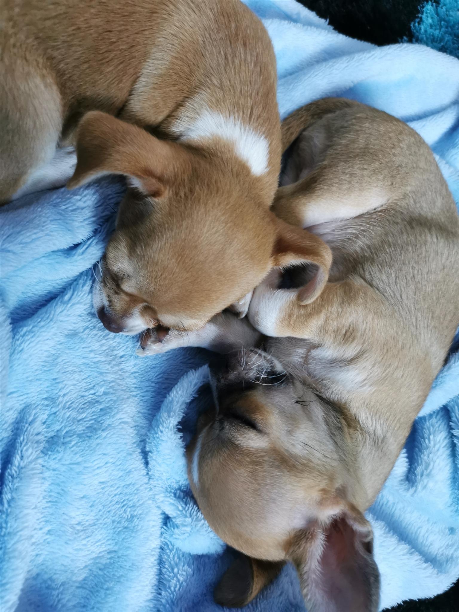 Male & female chihuahuas for sale. Currently 9 weeks old. Vaccination done. Vet.