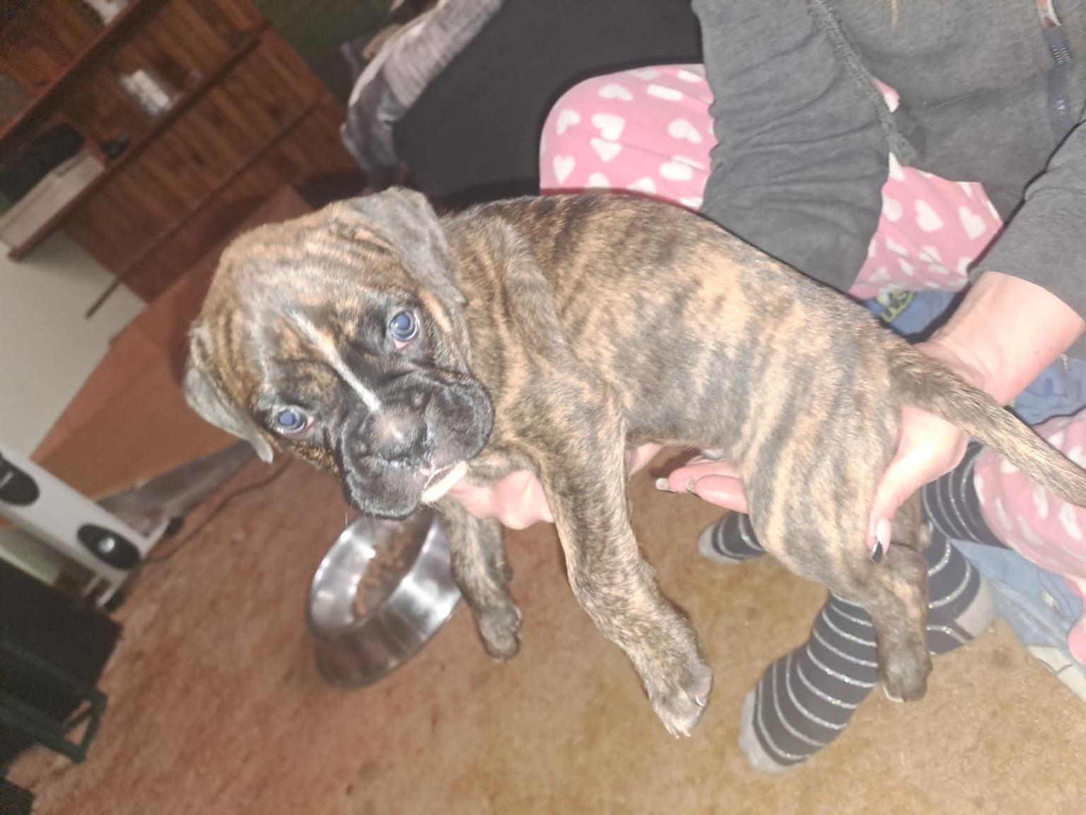 Pure Breed Boxer Puppy | Junk Mail
