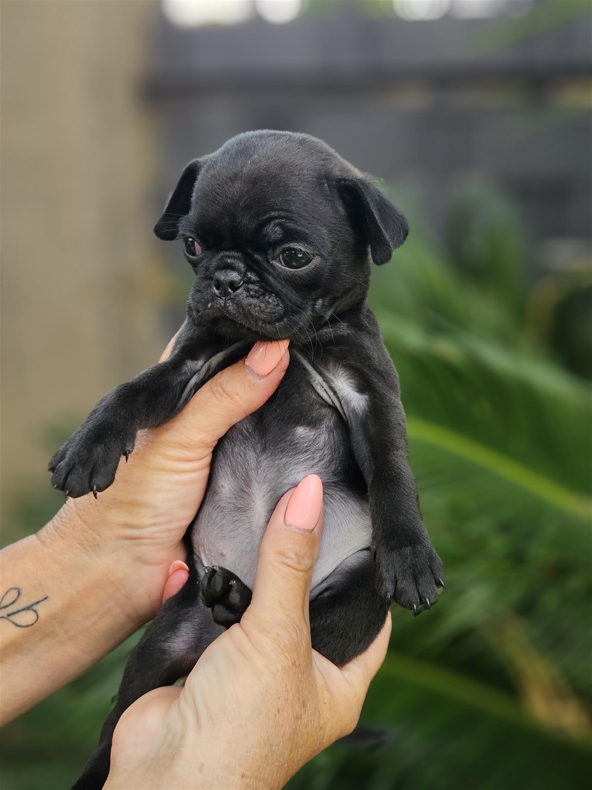 Pug puppies | Junk Mail Marketplace