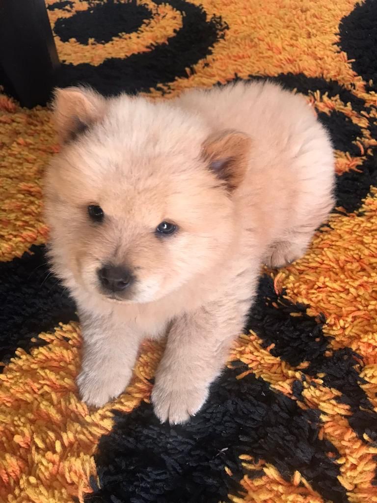Chow Chow Puppies 