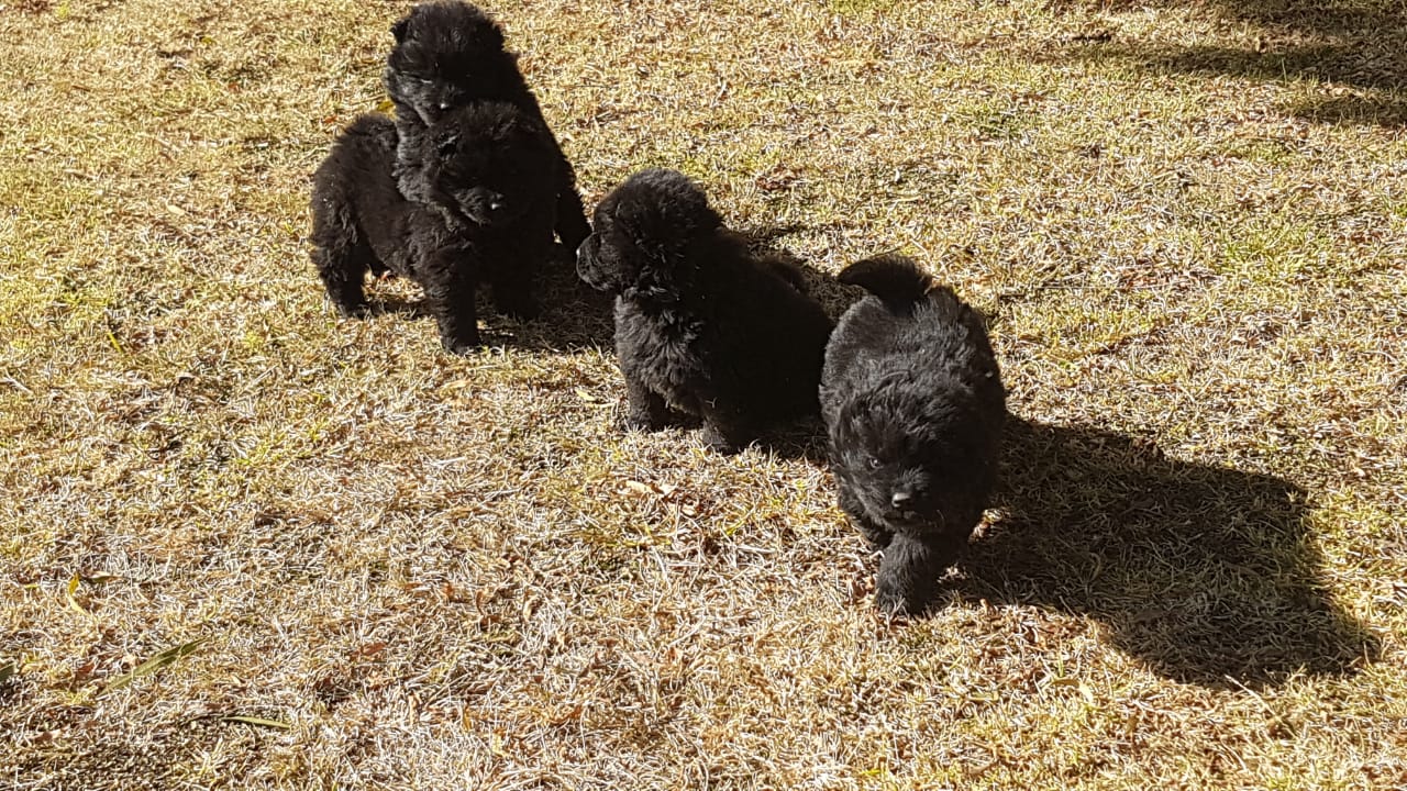 Chinese chow chow puppies Junk Mail