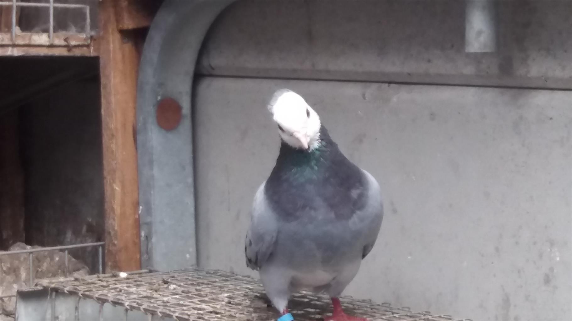 Fancy pigeons for sale Junk Mail