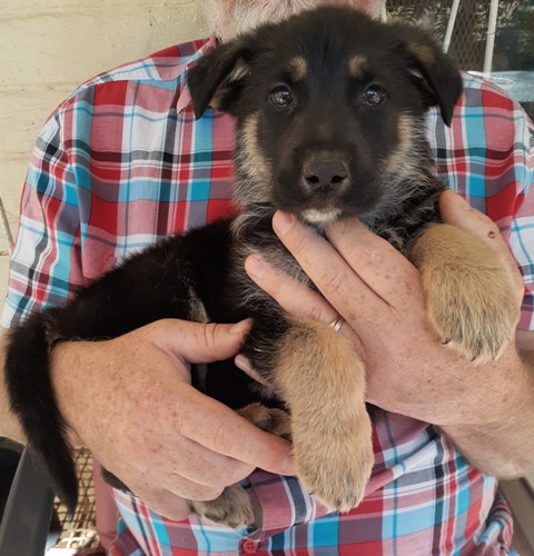 german shepherd pups for sale north west