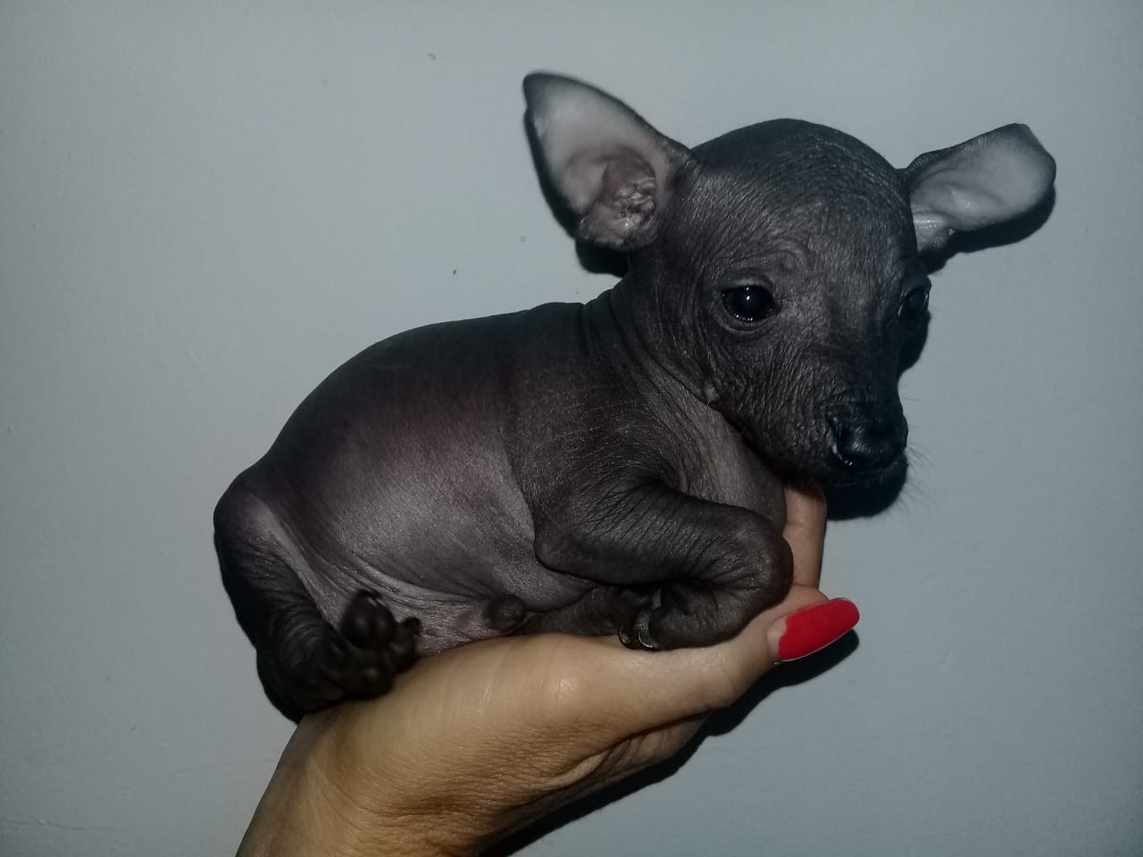 Mexican hairless 