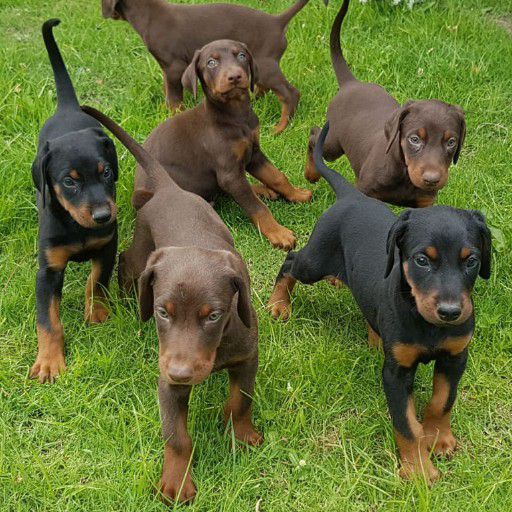 giant doberman puppies for sale