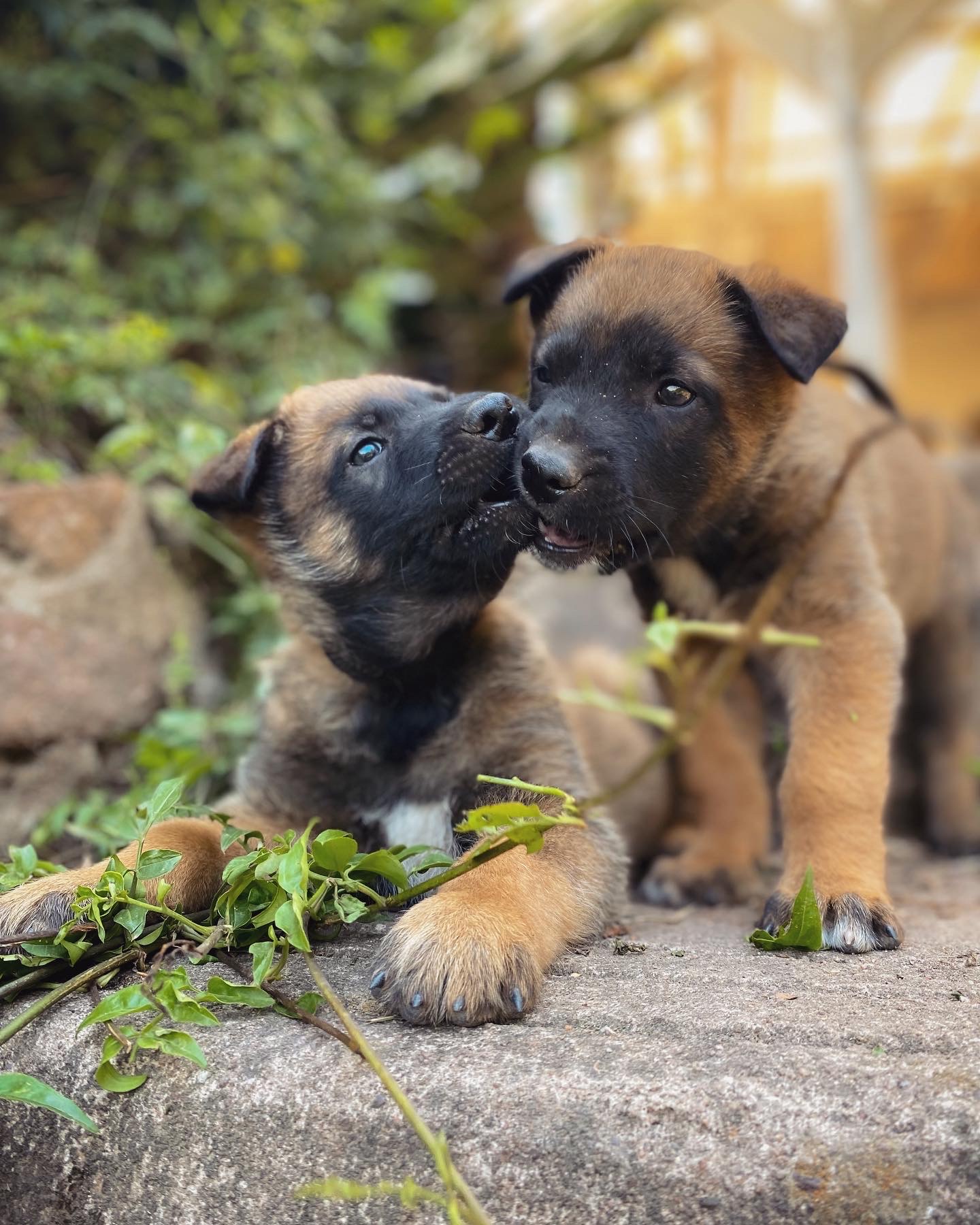 Belgian Shepherd Puppies for sale. Born 24 August 2023. 