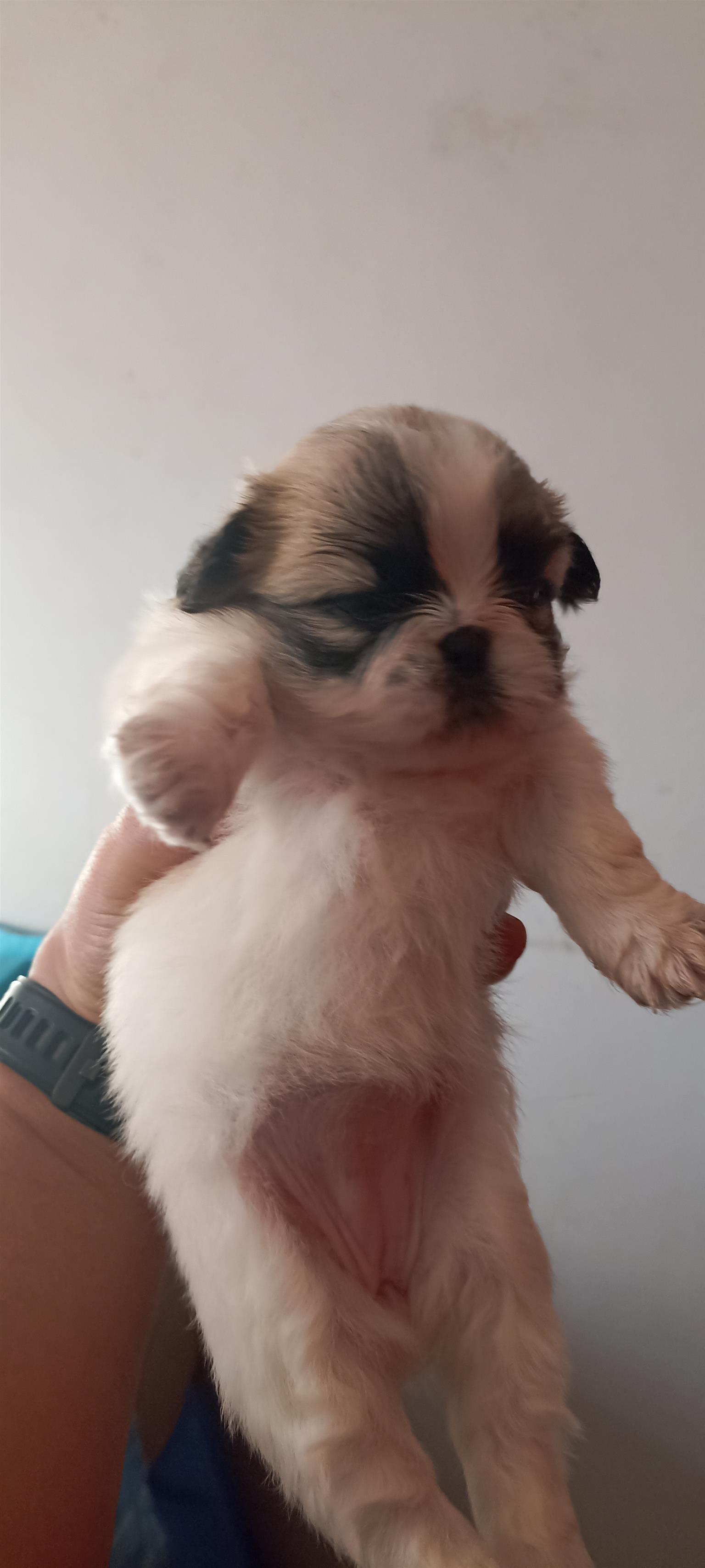 3 x beautiful pekingese pups for sale Junk Mail Marketplace