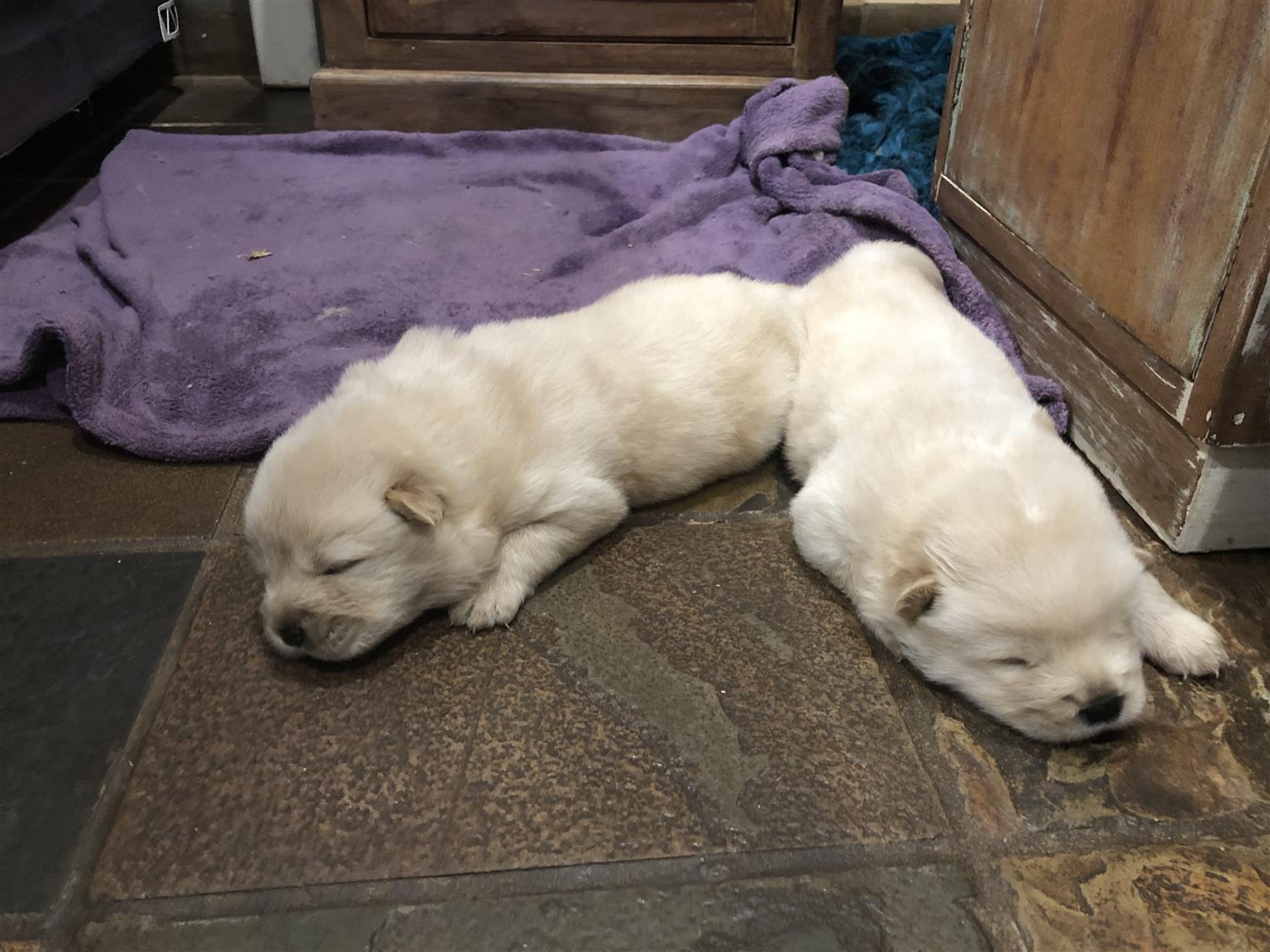 Cream Chow Chow Puppies Junk Mail