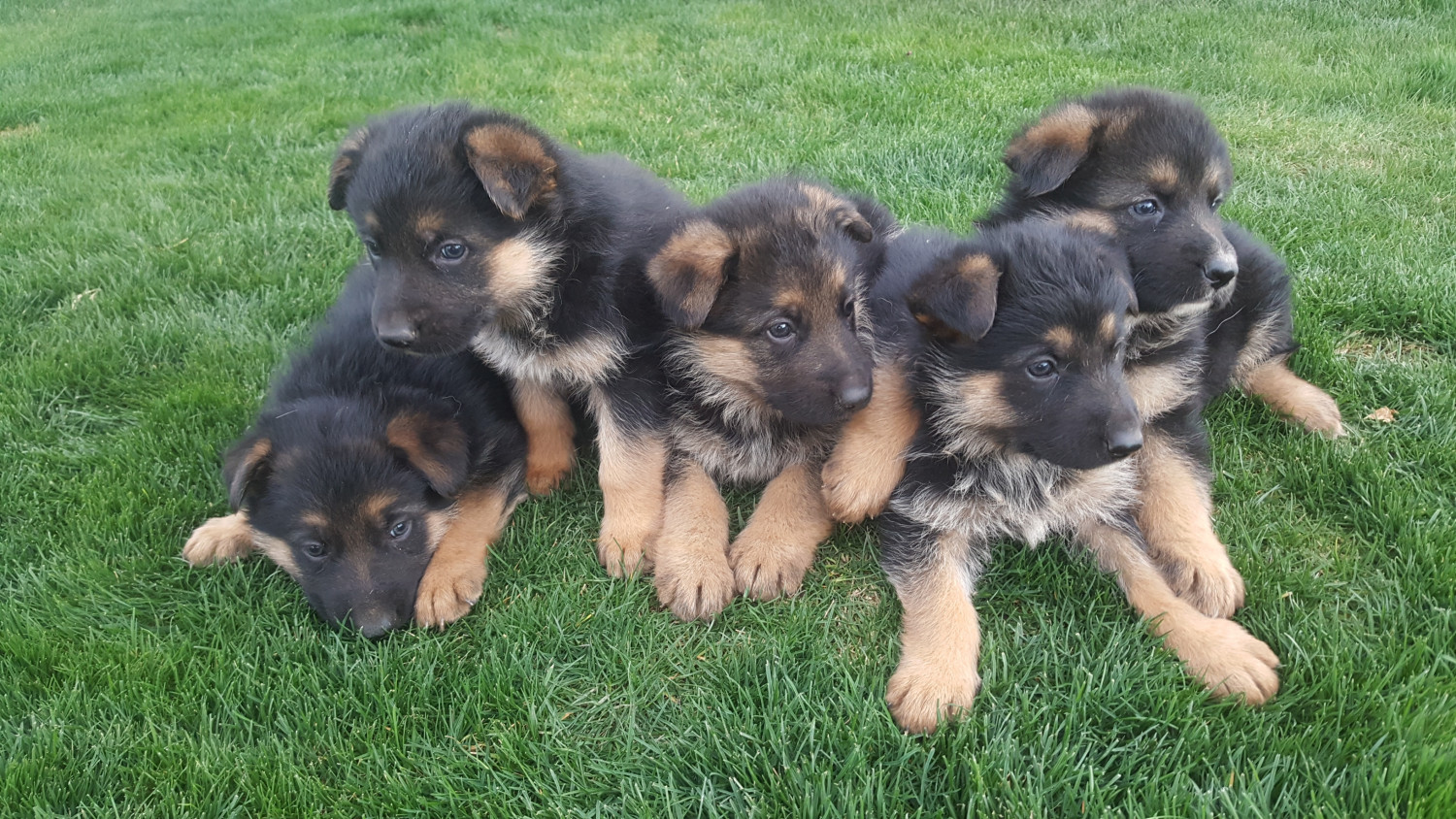 German Shepherd Puppies For Sale In Gauteng Johannesburg