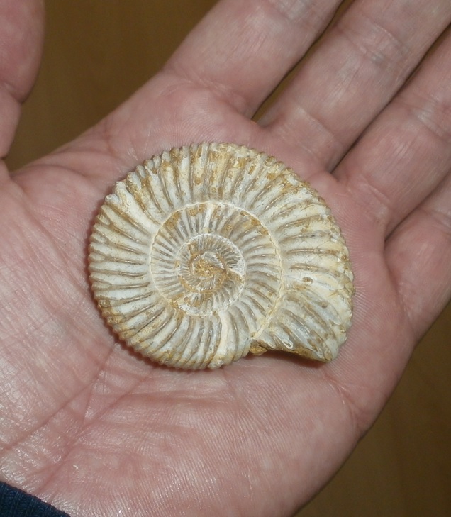Ammonite