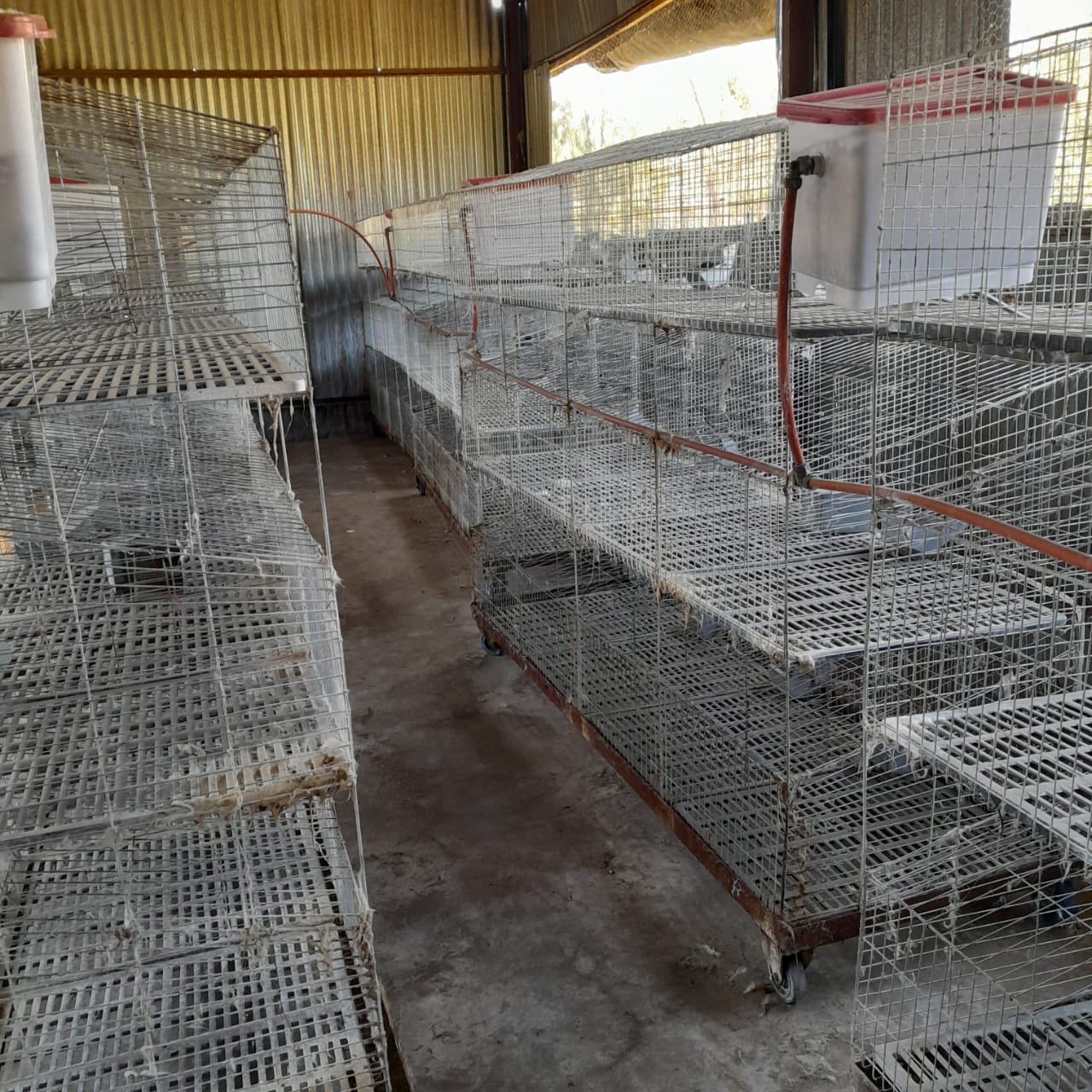 Commercial Breeder Rabbit Cages for Sale | Junk Mail Marketplace