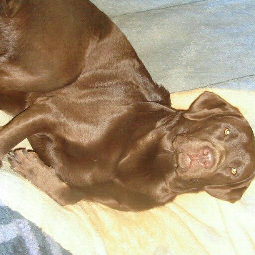 Kusa registered Labrador chocolate and black pups 