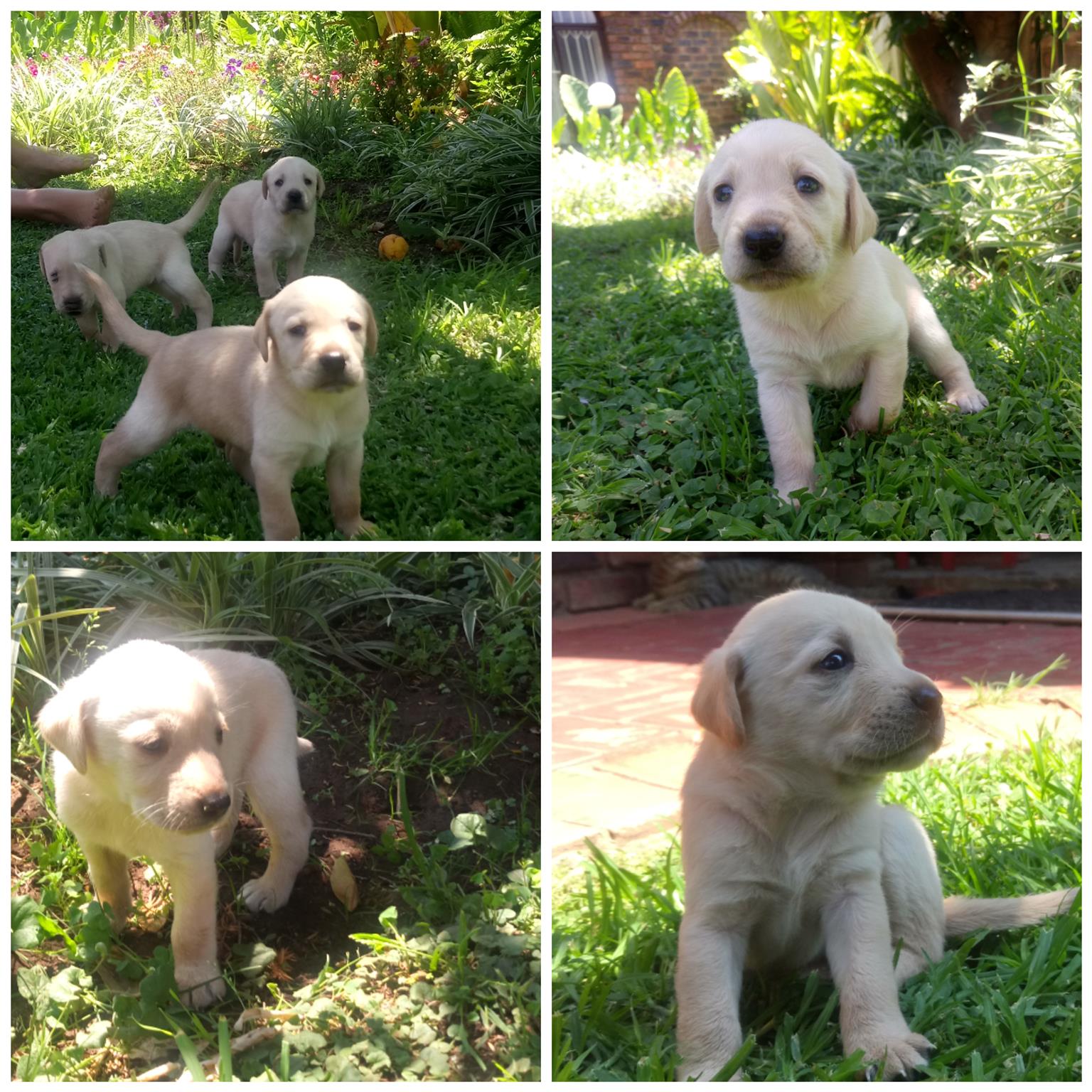 Labradore Puppies for sale | Junk Mail