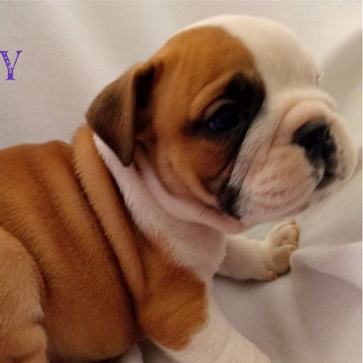 English Bulldog Junk Mail Marketplace