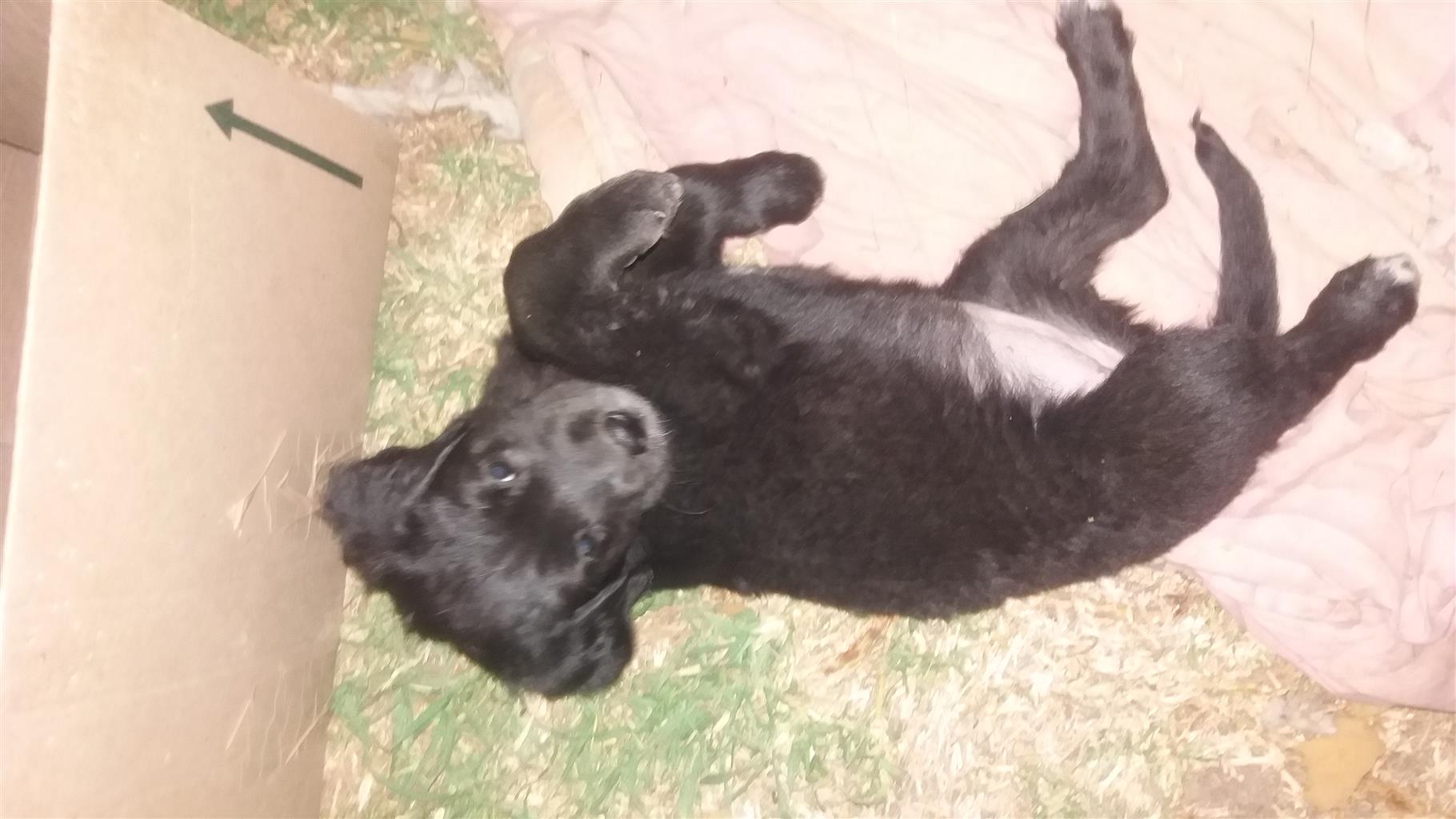 4 week old great dane puppies