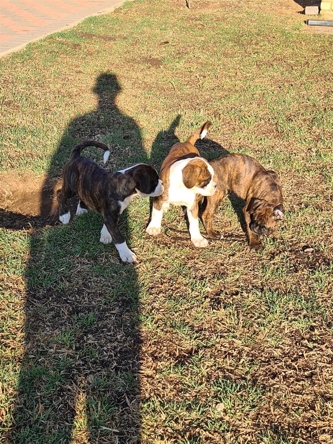Boxer puppies for sale