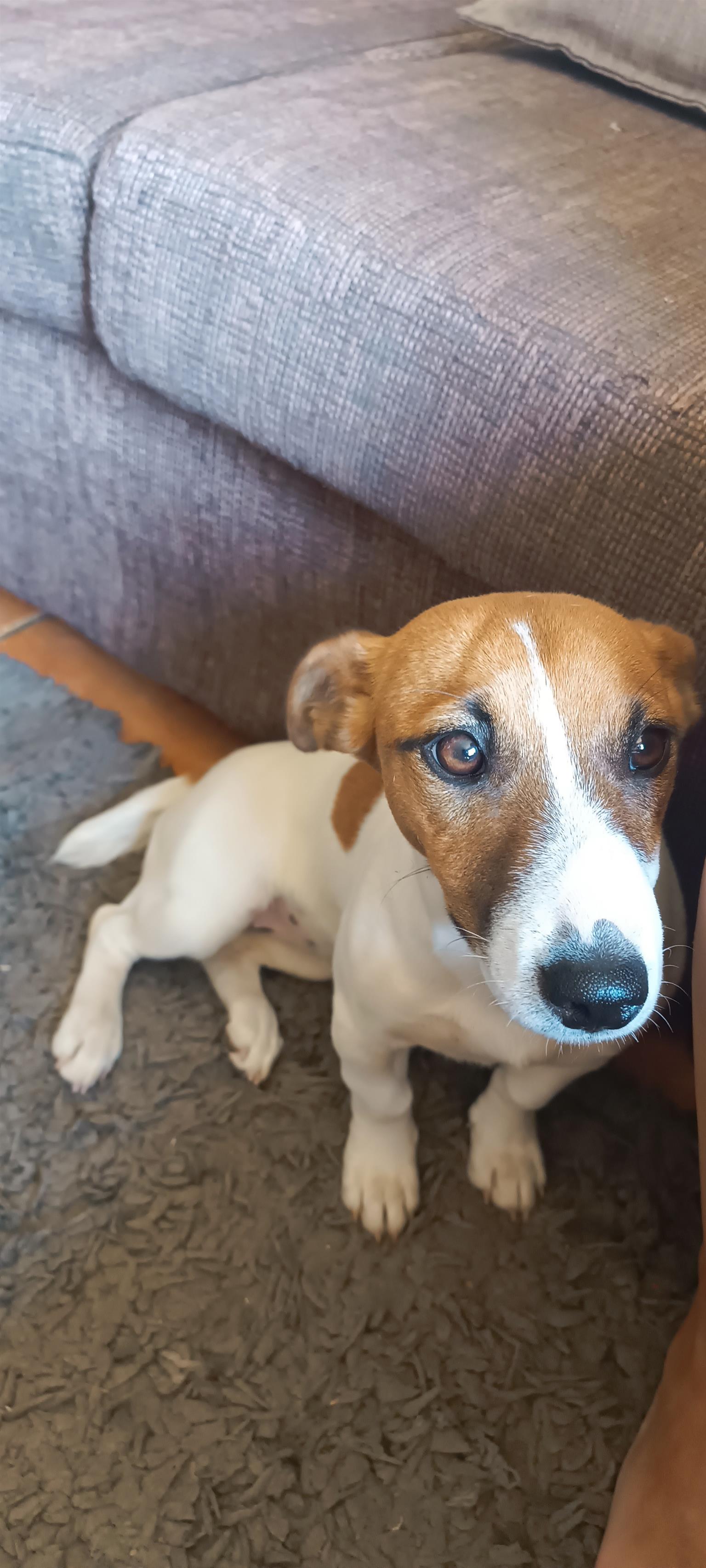 5 month old Jack russel girl